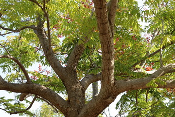 Thick trunk of a tall tree in a city par