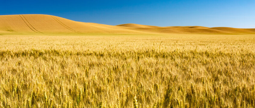 beautiful gold wheat fields ready for harvest in america