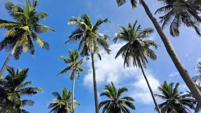 Swaying coconut palm trees in bright blue sky and clouds. 4K tropical island summer footage.