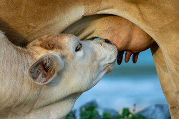 Close-up of a calf suckling a cow's milk