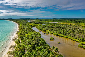 mangrove