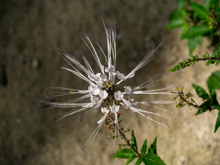 Close up of Cat's whisker, Java tea, Misai kuching flower on blur background.