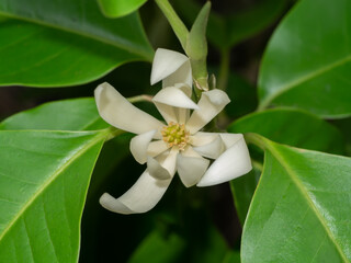 White chempaka flower on tree with leaf background.