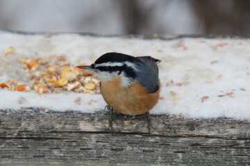 Nuthatch On Rail, Whitemud Park, Edmonton, Alberta