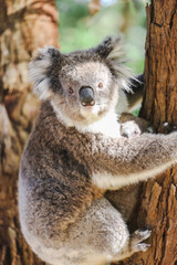 Mother and baby koala climbing Australian eucalypt tree
