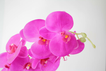 Fototapeta na wymiar a Beautiful Orchid Flower in White Background