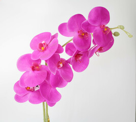 a Beautiful Orchid Flower in White Background