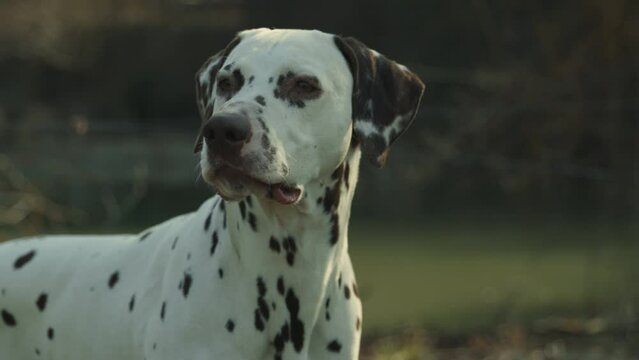 Dalmatian dog, male standing. Close up shot. Dalmatian kennel.