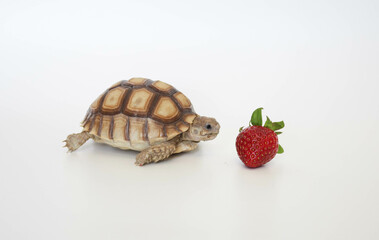 a Sulcata Tortoise in White Background