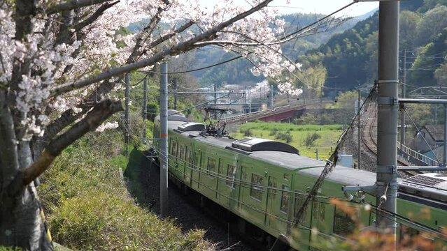 桜の咲く大和路線を走る201系電車