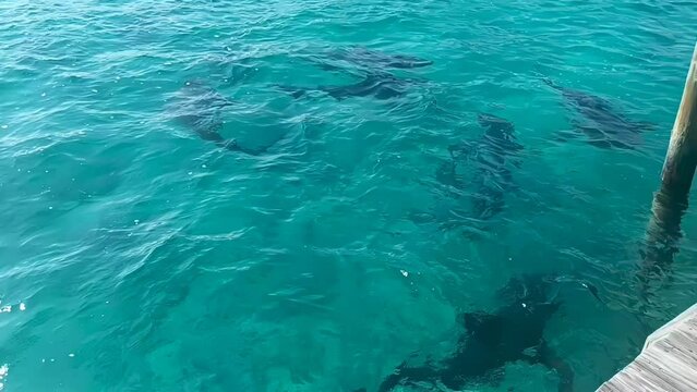Bull Sharks (Carcharhinus leucas) cruising around the marina in Alice Town, North Bimini, Bahamas