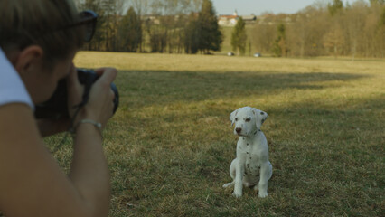 A woman taking a photo of a Dalmatian puppy on a meadow at sunset. Dog photography.