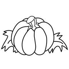 Vector Pumpkin Sketch

