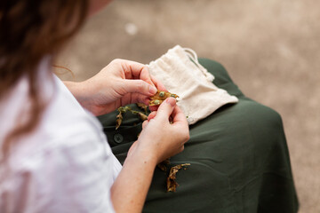 Person collecting dried pea seeds for planting next year