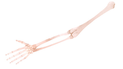 ヒトの腕と手の骨の水彩風イラスト