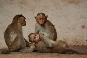 Fototapeta premium Family of Monkeys cuddling together