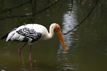 Painted Stork fishing in Lake. Migratory bird image.