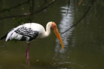 Painted Stork fishing in Lake. Migratory bird image.