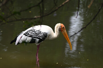 Painted Stork fishing in Lake. Migratory bird image.