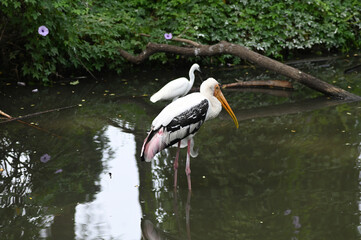 Painted Stork fishing in Lake. Migratory bird image.