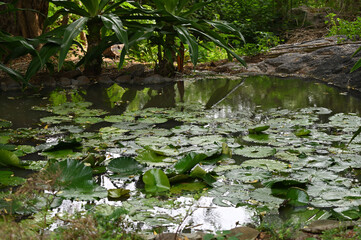 Lotus pond. Green lotus leaf.