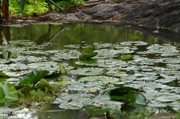 Lotus pond. Green lotus leaf.