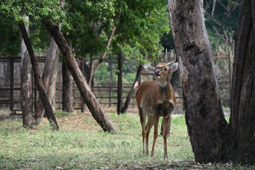 Sangai or Thamin deer standing near a tree.