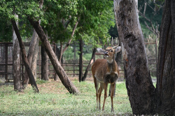 Sangai or Thamin deer standing near a tree.