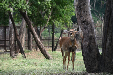 Sangai or Thamin deer standing near a tree.