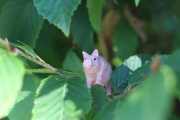 Pig in a tree
