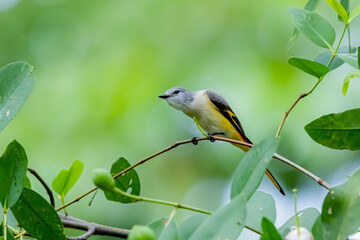 The Small Minivet on a branch
