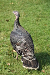 Turkey On The Grass, Fort Edmonton Park, Edmonton, Alberta