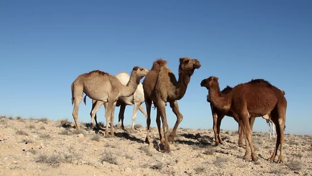 Camels standing in dead sea desert, with blue sky Israel
Camel Group in dead sea desert, Israel,2022
