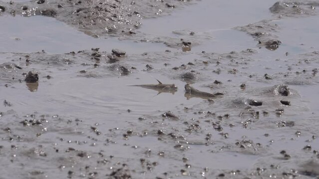 Mudskipper Fish Fighting On Mudflats In Mangrove Forest. Close Up
