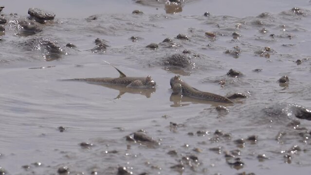 Mud-skippers Guarding and Fighting for Their Territory in the Wet and Low Tide of the Mangrove Tree Area