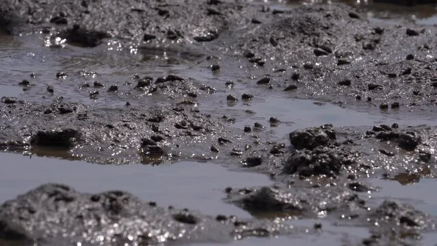Fiddler Crab in Mangrove Forest South of Thailand - Static Close Up