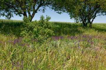 Wild landscape with wildflowers and trees, Ukraine.