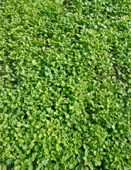 Seeding of mustard plant as green manure growing on the soil.