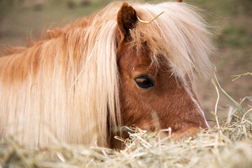 Pony im Stroh