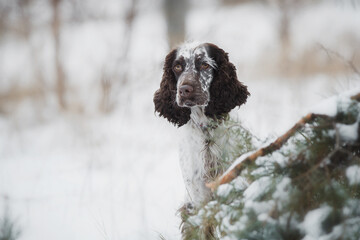 english springer spaniel portrait in the winter . dog outdoors in the snow
