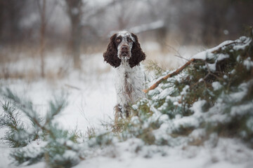 english springer spaniel portrait in the winter . dog outdoors in the snow
