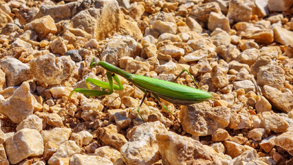 Close up view on green European mantis near Goli Vrh, Montenegro, Balkan, Europe. Large hemimetabolic insect called praying mantis. Watching animal in wilderness. Selective focus, blurred background