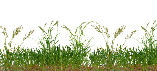 green grass isolated on empty background premium png