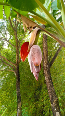 the heart of a banana tree that begins to open