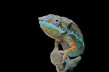 Foto op Canvas chameleon on a branch © Riadi