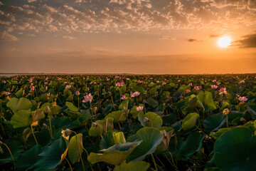 Sunrise in the field of lotuses, Pink lotus Nelumbo nucifera sways in the wind. Against the background of their green leaves. Lotus field on the lake in natural environment. - obrazy, fototapety, plakaty