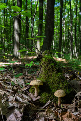 Xerocomellus chrysenteron, known as Boletus chrysenteron or Xerocomus chrysenteron - edible mushroom. Fungus in the natural environment