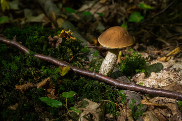 Leccinellum pseudoscabrum mushrooms in the summer. Mushrooms growing in the forest