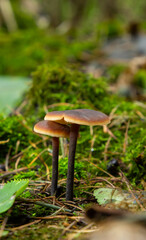 A wild mushroom known as the Winter Mushroom or the Velvet Shank. Botanical name Flammulina velutipes. Mushroom naturally lit with natural moss surrounding it