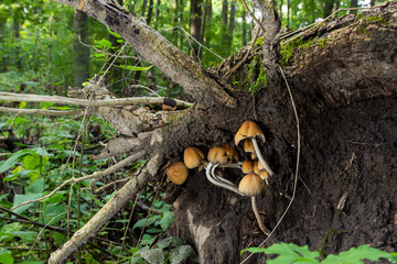 Coprinellus micaceus. Group of mushrooms on woods in nature